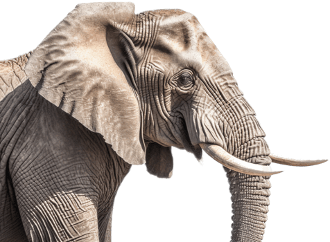 Elephant with . png