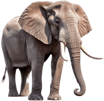 Elephant with . png