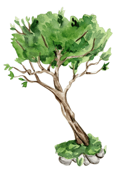 Green tree . Watercolor hand drawn illustration . png