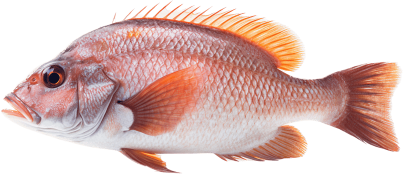 Fish with . png