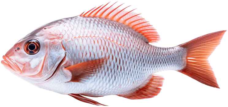 Fish with . png