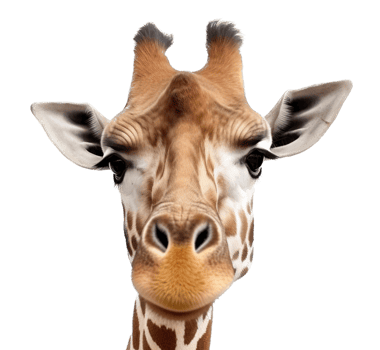 Giraffe with . png