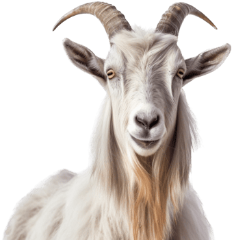 Goat with . png