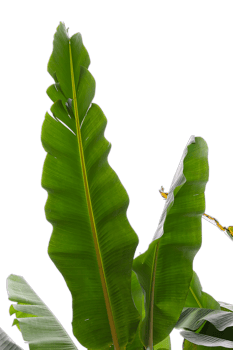 banana leaf from banana tree png