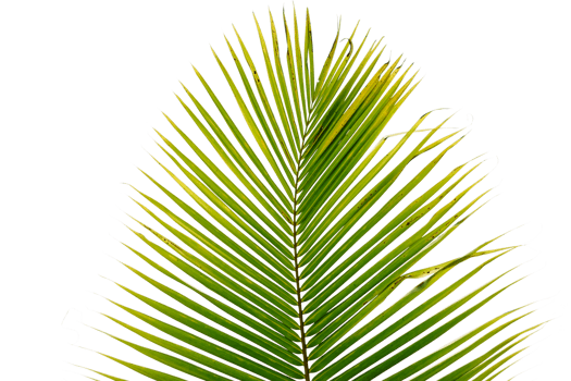 leaves palm cut out background png