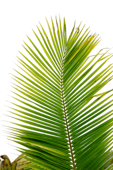 leaves palm cut out background png