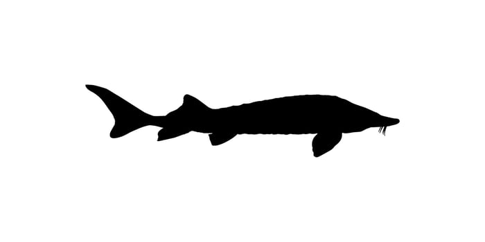 Beluga Sturgeon or Huso Fish Silhouette, Fish Which Produce Premium and Expensive Caviar, For Logo Type, Art Illustration, Pictogram, Apps, Website or Graphic Design Element. Vector Illustration