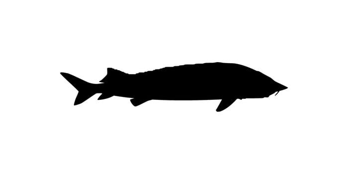 Beluga Sturgeon or Huso Fish Silhouette, Fish Which Produce Premium and Expensive Caviar, For Logo Type, Art Illustration, Pictogram, Apps, Website or Graphic Design Element. Vector Illustration