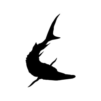 Beluga Sturgeon or Huso Fish Silhouette, Fish Which Produce Premium and Expensive Caviar, For Logo Type, Art Illustration, Pictogram, Apps, Website or Graphic Design Element. Vector Illustration