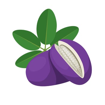 Vector illustration, Japanese akebi fruit, or Chocolate Vine, isolated on white background.