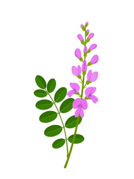 Vector illustration, Indigofera zollingeriana leaf and flower, isolated on white background.