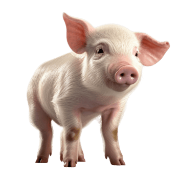Illustration painting of cute pig isolated transparent background, Digital art, , png