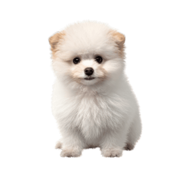 Illustration painting of cute dog isolated transparent background, Digital art, , png