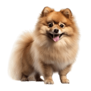 Illustration painting of cute dog isolated transparent background, Digital art, , png