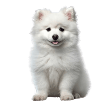 Illustration painting of cute dog isolated transparent background, Digital art, , png