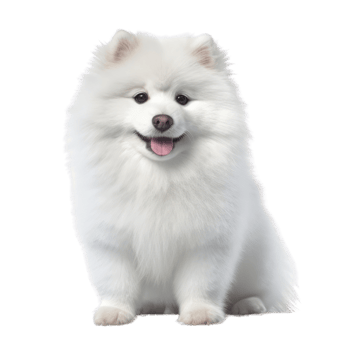 Illustration painting of cute dog isolated transparent background, Digital art, , png