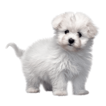 Illustration painting of cute dog isolated transparent background, Digital art, , png