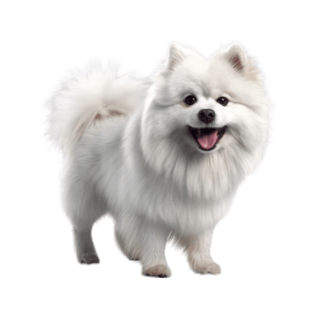 Illustration painting of cute dog isolated transparent background, Digital art, , png