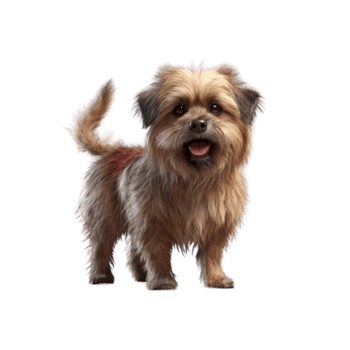 Illustration painting of cute dog isolated transparent background, Digital art, , png