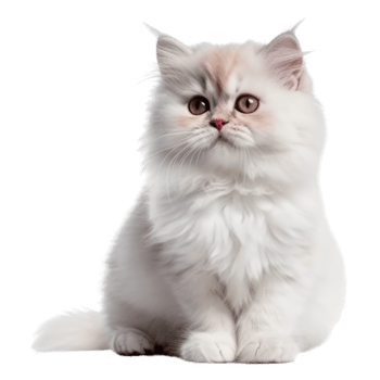 Illustration painting of cute cat isolated transparent background, Digital art, , png