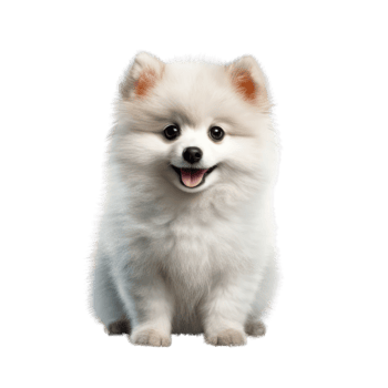 Illustration painting of cute dog isolated transparent background, Digital art, , png