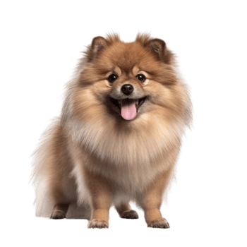 Illustration painting of cute dog isolated transparent background, Digital art, , png