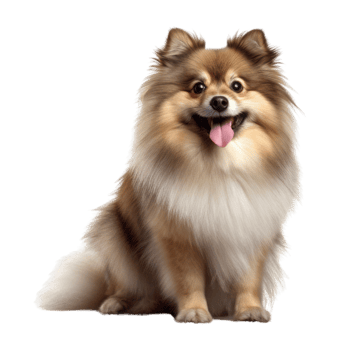 Illustration painting of cute dog isolated transparent background, Digital art, , png