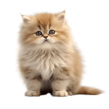 Illustration painting of cute cat isolated transparent background, Digital art, , png