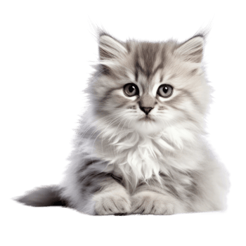Illustration painting of cute cat isolated transparent background, Digital art, , png