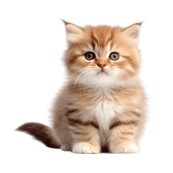 Illustration painting of cute cat isolated transparent background, Digital art, , png