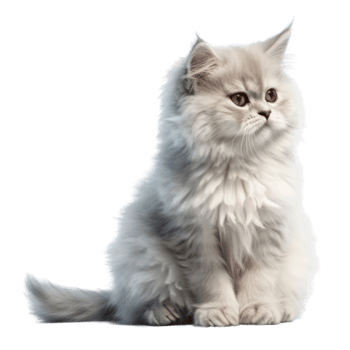 Illustration painting of cute cat isolated transparent background, Digital art, , png