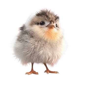 Illustration painting of cute bird isolated transparent background, Digital art, , png