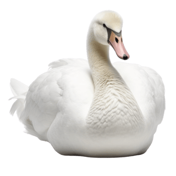 Illustration painting of cute swan isolated transparent background, Digital art, , png