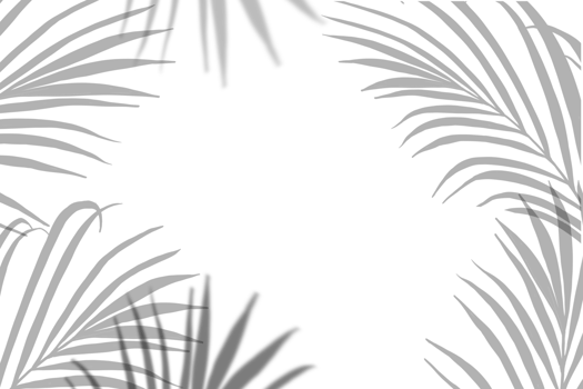 Frame of Palm Leaves with Transparent shadow,Tropical  coconut leaves png
