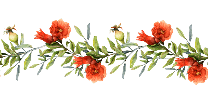 Pomegranate branches with red flowers blossom and young fruits watercolor horizontal seamless banner. Botanical illustration for Rosh Hashanah, natural cosmetics png