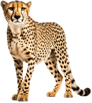 Cheetah with . png
