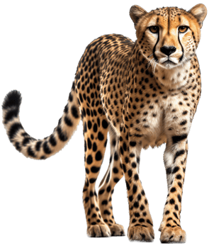 Cheetah with . png