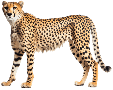 Cheetah with . png