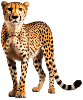 Cheetah with . png