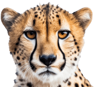 Cheetah with . png