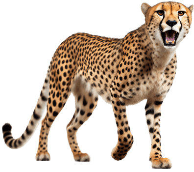 Cheetah with . png