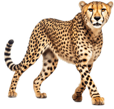 Cheetah with . png