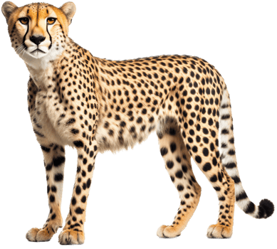 Cheetah with . png