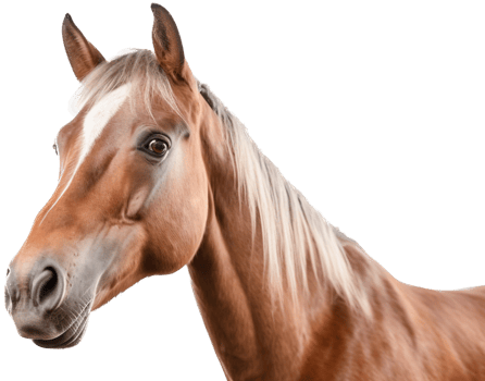 Horse with . png