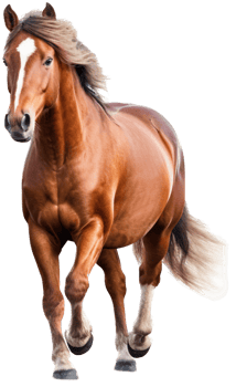 Horse with . png