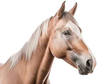 Horse with . png