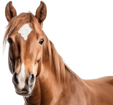Horse with . png