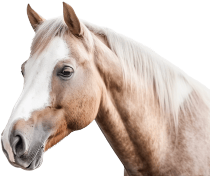 Horse with . png