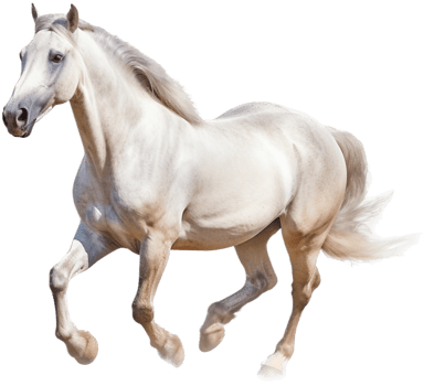 Horse with . png