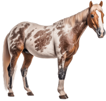 Horse with . png